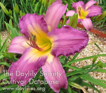 Daylily Windsor Watermark